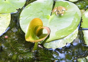 heart shaped lily pad in the garden pond at the Self Realization Sevalight Centre for Pure Meditation, Healing & Counselling, Bath MI USA