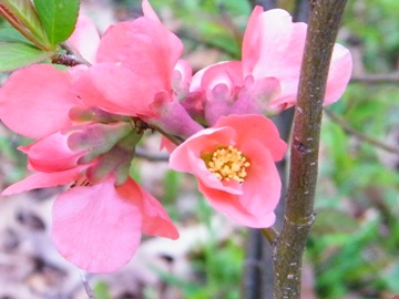 blossoms of quince bush outside three season porch