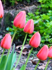 Spring tulips in the Centre garden