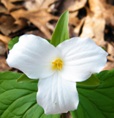 trillium in the woods at the Self Realization Sevalight Centre for Pure Meditation, Healing & Counselling, Bath MI USA